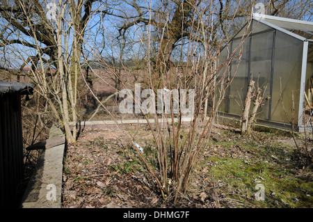 Red currant after thinning Stock Photo