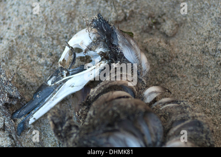 All that remains of a dead bird - skeleton, skull and feathers Stock ...