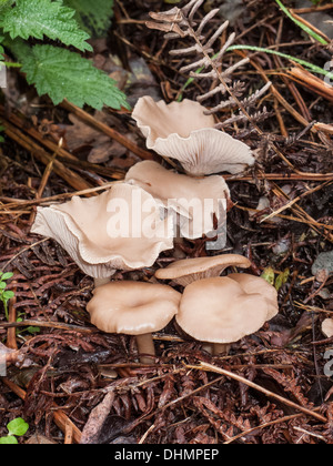 Common Funnel Clitocybe Gibba growing on Abel Heath Norfolk Stock Photo