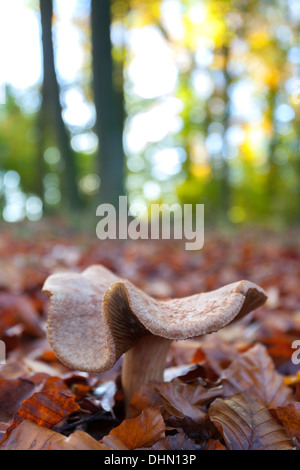 Mushroom in amongst the leaf litter Cambridge Beechwoods Stock Photo