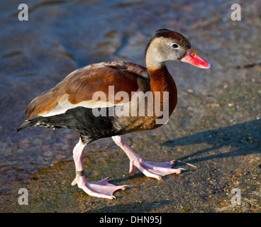 Red-Billed Whistling Duck  (dendrocygna autumnalis) also known as Black-Bellied Whistling Duck Stock Photo