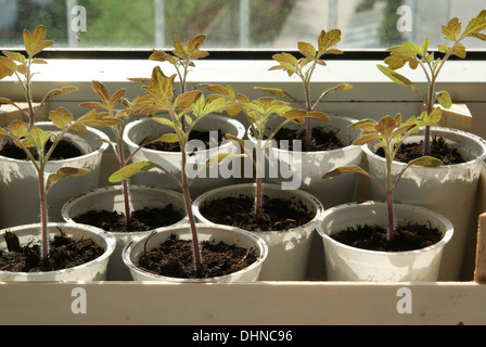 Tomato-seedlings Stock Photo