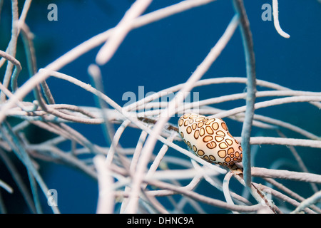 Flamingo Tongue - Cyphoma gibbosum Stock Photo