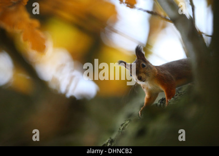 Wild Red squirrel (Sciurus vulgaris) climbing on the oak tree. Stock Photo