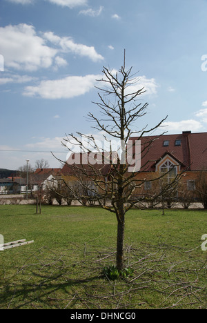 Apple tree after pruning Stock Photo