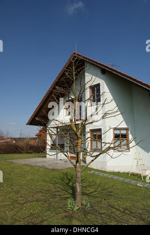 Apple tree after pruning Stock Photo