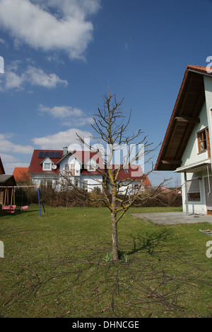 Apple tree after pruning Stock Photo
