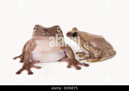 Two tree frogs together telling secrets isolated on white Stock Photo