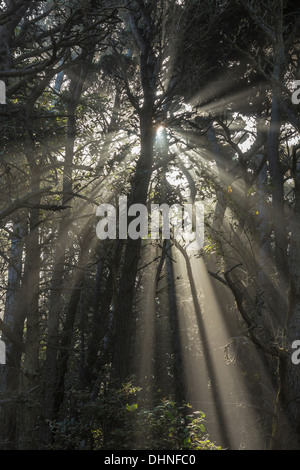 Godbeams burning through the foggy forest of MacKerricher State Park, with fog coming off Pacific Ocean, Fort Bragg, California Stock Photo