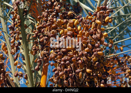 Date palms,Phoenix dactylifera, cultivated for its edible sweet fruit, Elounda, Lasithi region, Crete, Greece. Stock Photo