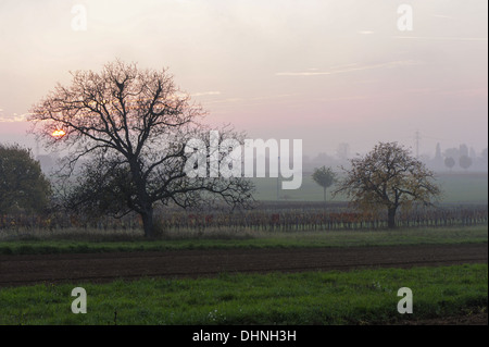 autumn in vine yard, Austria, Burgenland, Northern Burgenland Stock Photo