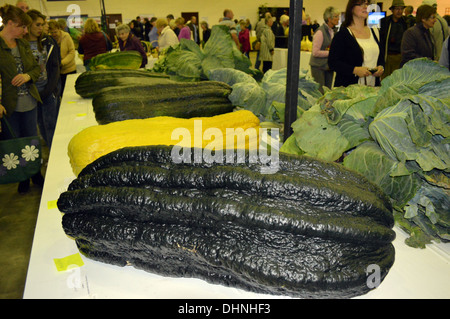 A dIsplay of Prize Winning Marrows at the Giant Vegetable Display at the Harrogate Autumn Flower Show Yorkshire Stock Photo