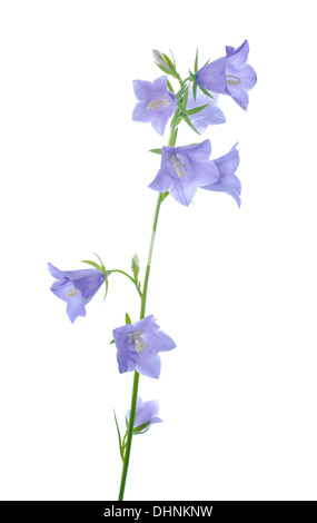 branch blue hand bell on a white background, isolated Stock Photo