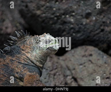 marine iguana on the rocks Stock Photo