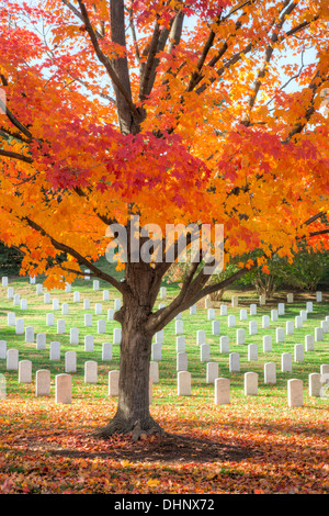 Maple trees add peak fall color to the grounds of Arlington National Cemetery in Arlington, Virginia. Stock Photo