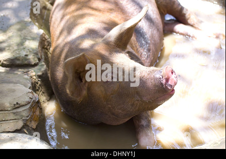 big good-natured pig lies in a puddle Stock Photo