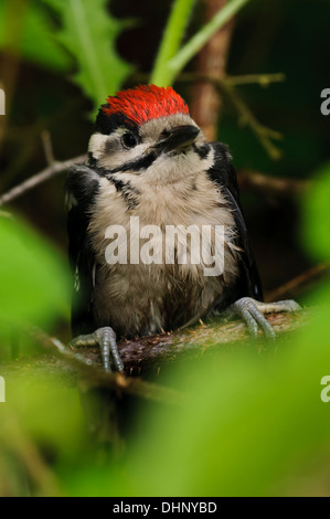 A newly fledged juvenile male great spotted woodpecker (Dendrocopos ...