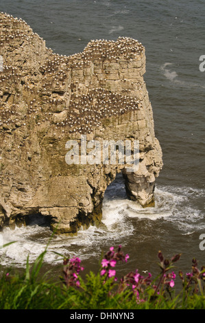 The colony of northern gannets (Morus bassanus) on the cliffs at Staple Newk, with red campion (Silene dioica) Stock Photo