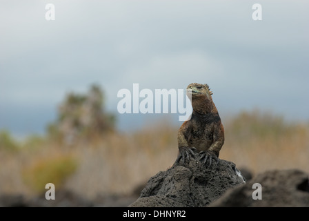 marine iguana on the rocks Stock Photo