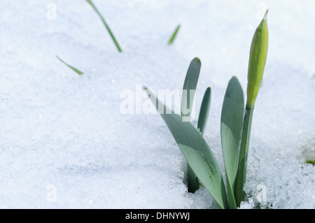 first signs of spring-the daffodil Stock Photo