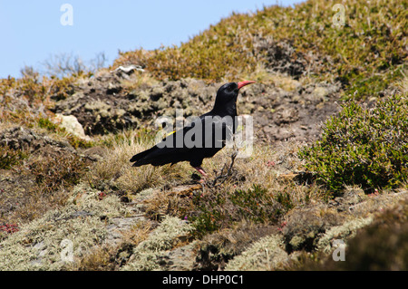An adult chough (Pyrrhocorax pyrrhocorax) foraging in the heather on the cliff-top at South Stack, Anglesey, Wales. June. Stock Photo