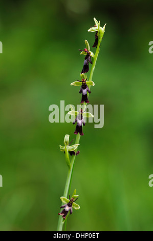 A flower spike of fly orchid (Ophrys insectifera) blooming in Denge Wood, Kent. June. Stock Photo