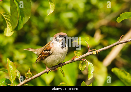 An adult male tree sparrow (passer montanus) perched in a shrub at RSPB Bempton Cliffs, East Yorkshire. June. Stock Photo