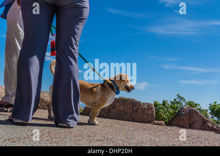 Family dog on leash at Acadia National Park stands by the legs of its two owners. Stock Photo