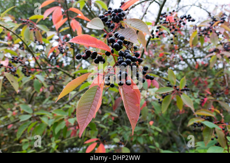 Fruiting Bird Cherry Prunus padus Tree Upper Teesdale County Durham UK Stock Photo
