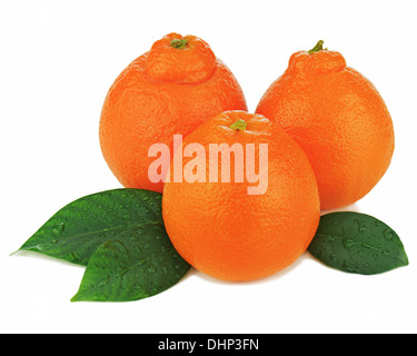 Ripe mineola fruits with green leaves isolated on white background. Stock Photo