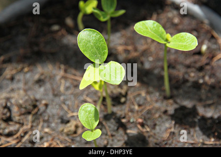 Many The Papaya Seedling growing in pot to the species. Stock Photo