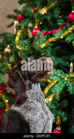 Sitting German wirehaired pointer puppy, Christmas tree on background Stock Photo