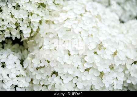 white bunches flowers of Hydrangea Paniculata, closeup Stock Photo - Alamy
