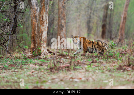 A male wild Bengal tiger cub staring at camera in Tadoba Forest, India. Stock Photo