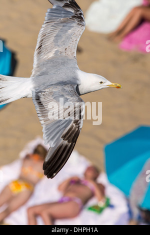 Netherlands, Scheveningen, Summertime on the beach. Gull flying over people sunbathing. Bird's Eye View Stock Photo
