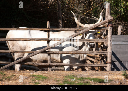 Maremma cow behind fence, Lazio, Province of Viterbo, Latium, Italy Stock Photo