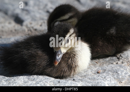 Young Mandarin Duckling (Aix galericulata) snoozing in the sun Stock Photo