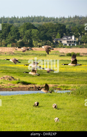 Netherlands, Lienden, Canada geese flying over flood plains of Waal river Stock Photo