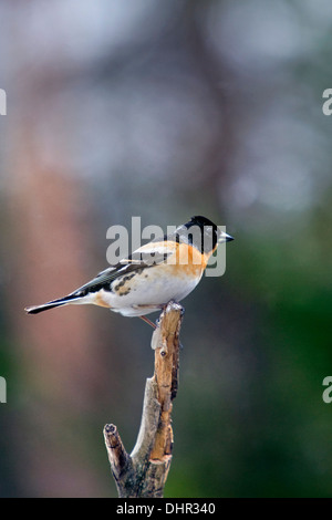 Netherlands, Terwolde, Brambling ( Fringilla montifringilla ) perched on branch in garden Stock Photo