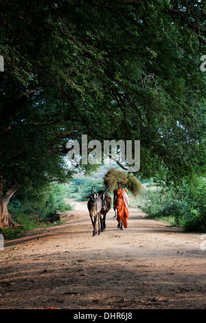 Rural Indian village woman carrying cut grass on her head with cows in the Indian countryside. Andhra Pradesh, India Stock Photo