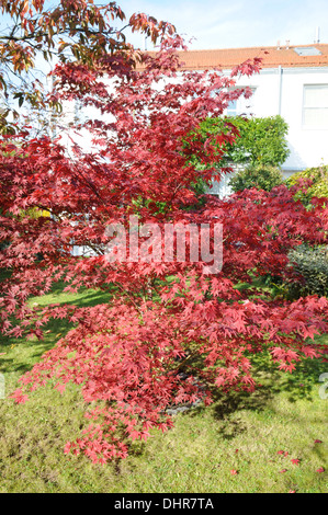 Japanese maple Stock Photo