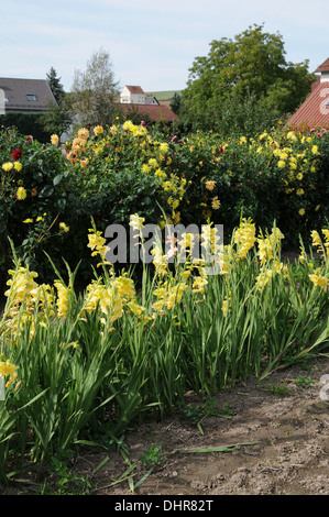 Sword lilies Stock Photo