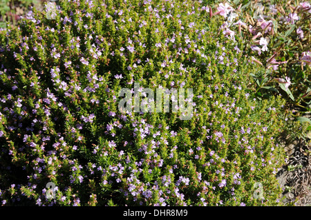 Winter savory Stock Photo