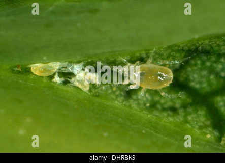 A phytoseiid mite (Phytoseiidae) with prey mites on the underside of a sycamore leaf Stock Photo