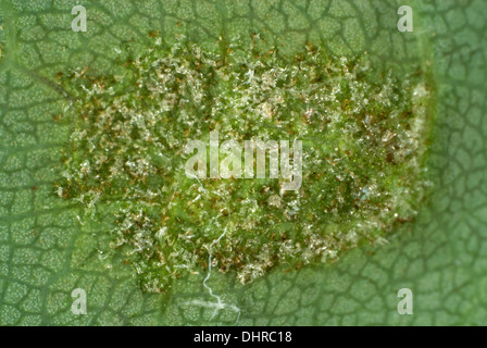 Colony of gall mites, Aceria pseudoplatani, on the underside of a sycamore leaf Stock Photo