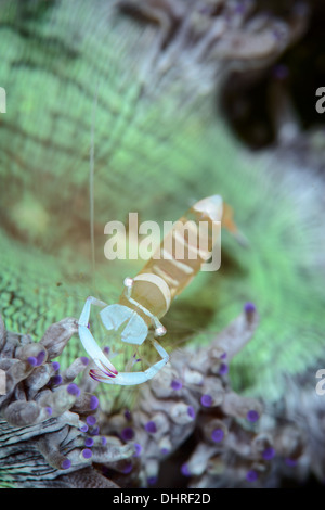 an magnificent anemone commensal shrimp in a very colorful anomone. seen in the lembeh strait, north sulawesi Indonesia Stock Photo