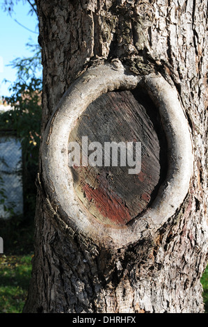 Apple tree after pruning Stock Photo
