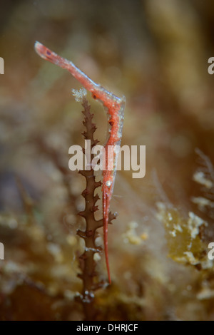 A broken back shrimp known as the ocellated tozeuma shrimp on a coral branch. Indonesia, Lembeh Strait Stock Photo