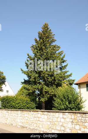 Blue spruce Stock Photo