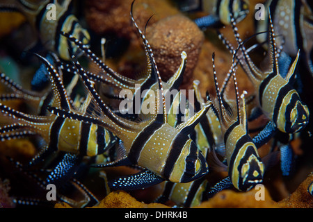 A close up image of a school of Banggai Cardinal fish taken in the Lembeh Strait Stock Photo